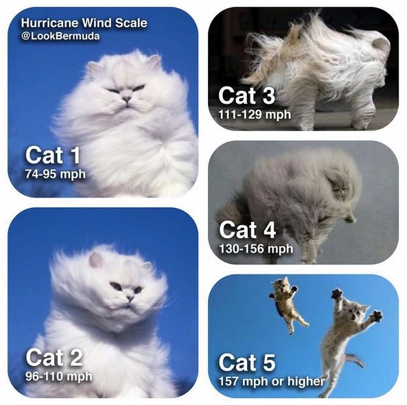 Hurricane Preparation Know your Cats!